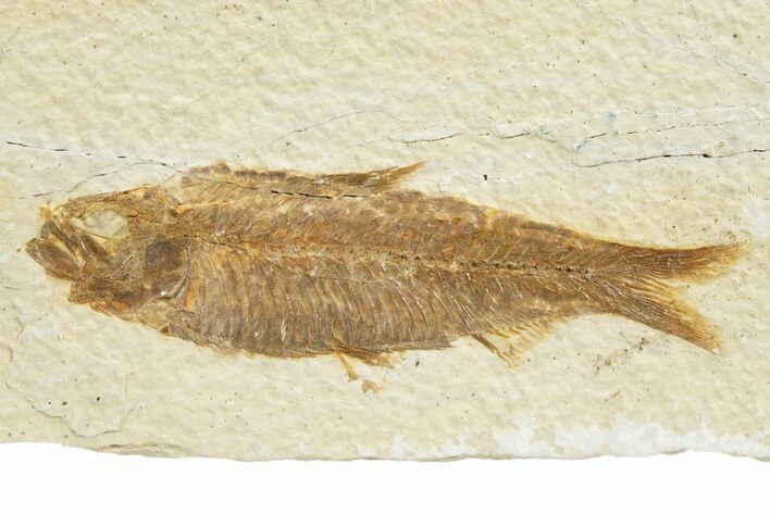 Detailed Fossil Fish (Knightia) - Wyoming #318507